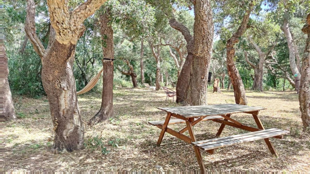 Les Pierres De La Massane - Vue Sur Les Alberes Διαμέρισμα Argelès-sur-Mer Εξωτερικό φωτογραφία
